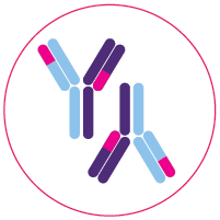 Soli Deo Gloria Bella Antibodies